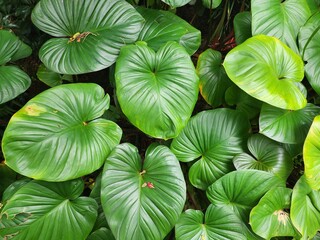 Homalomena rubescens (Roxb.) Kunth, King of Heart green heart shape.