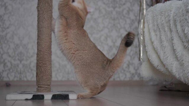 A cat plays with a scratching post
