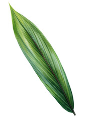 Obraz premium Tropical leaf, Green palm leaf, watercolor painting green plant illustration on isolated white background. Jungle clipart