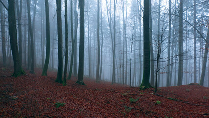Magic foggy fall season woods. - 757813358