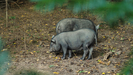 Two black Iberian pigs forage on leaves scattered across a dirt floor, exemplifying natural pig behavior in a rural setting.