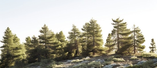 A large tree is standing on a rocky mountain top