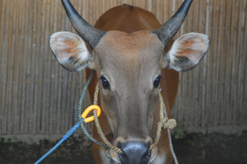 a cow tied up in a pen, cattle in the village.