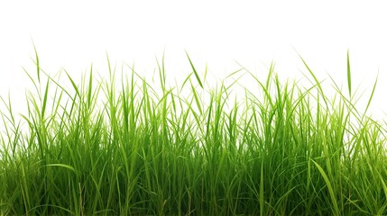 grass isolated on white 