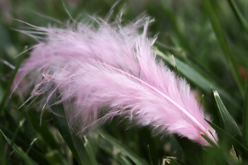 pink feather in the grass - 757818156