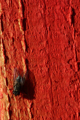 black fly on wooden texture - 757818161