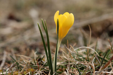 The first yellow crocus in the spring garden - 757820159
