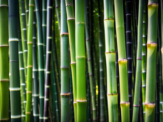 Close-up of bamboo in the background.