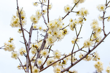 초봄 매실나무에 만발한 청매화.