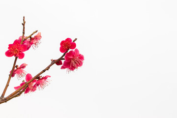 Red plum blossoms with white background.