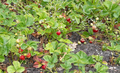 Reife Erdbeeren, dunkelrot leuchtend, saftig und süß! Einfach köstlich, weil selbst auf dem Feld, im Garten oder auf dem Balkon angebaut. Nach der Ernte kurz mit Wasser abgespült und frisch genießen.