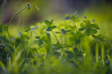 Shamrock plant growing in garden. Macro closeup on clover leaves. Shallow DOF. - 757823311