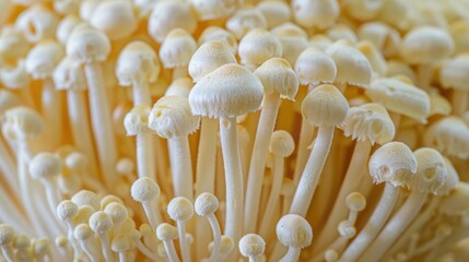 Cluster of enoki mushrooms with white stems and caps on a natural textured surface.
