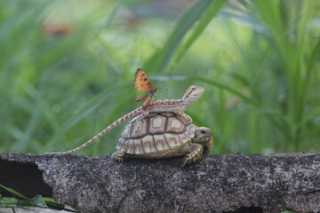 turtle, sulcata, bearded dragon, butterfly, the story of the friendship between a sulcata turtle, a bearded dragon, and a butterfly