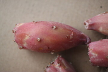 kaktus Opuncja macrorhiza opuntia 