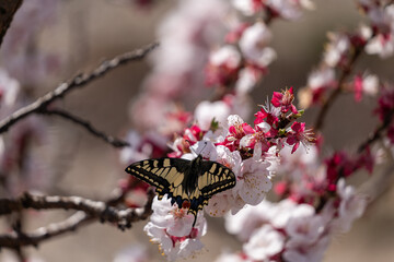 butterfly on a flower