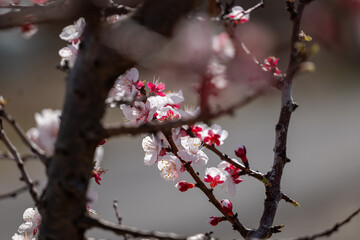 tree blossom
