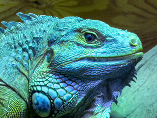 Goanna