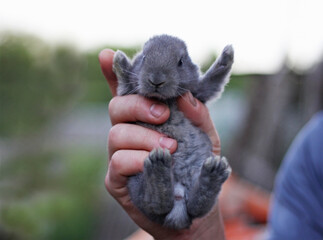  The rabbit is held in the hand of a man. - 757828904