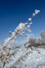 frost on the grass, clear sunny day, blue sky, frosty winter