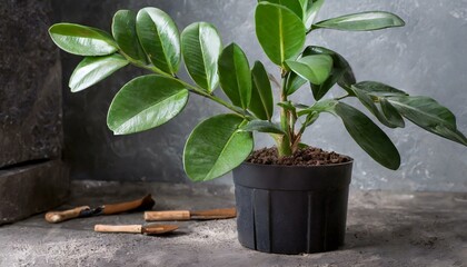 plant in potplant, pot, leaf, tree, flower, nature, growth, isolated, houseplant, seedling, flowerpot, life, gardening, small, growing, grow, object, young, potted, garden, leaves, flora, foliage, bot - obrazy, fototapety, plakaty