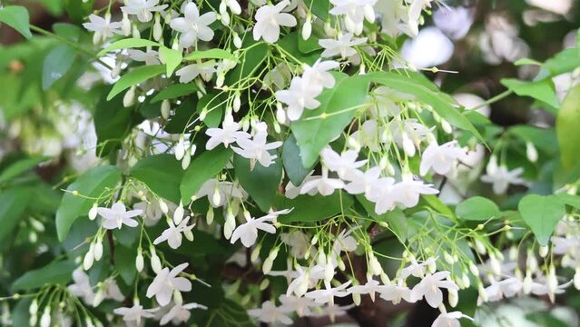 Blossoming White Flowers in Breeze