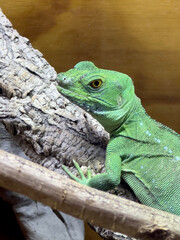 Green Lizard