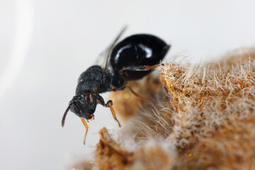Sycophila submutica or biguttata. from family Eurytomidae. Parasitoid of Gall Wasp in the family Cynipidae.