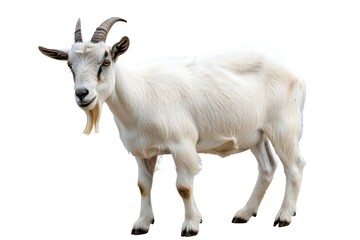 Naklejka na ściany i meble Goat isolated on white background Generative Ai 