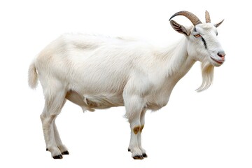 Obraz na płótnie Canvas Goat isolated on white background Generative Ai 