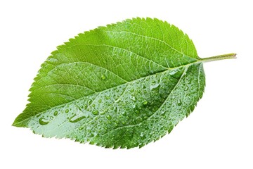 Fototapeta premium E Leaf - Fresh Green Apple Leaf Isolated on White Background with Clipping Path