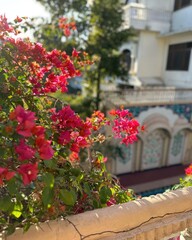 Fototapeta na wymiar Bougainvillea flowers in a balcony. Selective focus.