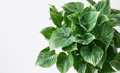 Fresh Leafy Greens: A Monthly Must-Have for Healthy Living Generative AI