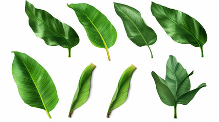 collection beautiful banana green leaves, isolated on white background. - obrazy, fototapety, plakaty