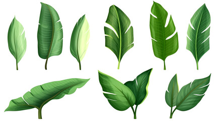 collection beautiful banana green leaves, isolated on white background.