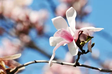 Gardinen  lovely magnolia blossom in springtime © 曹宇
