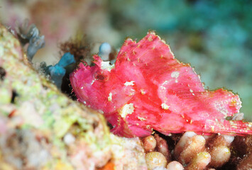 ハダカハオコゼ　久米島