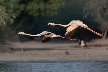 Flamingos at Qudra Lakes in the desert of Dubai