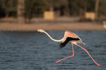 Flamingos at Qudra Lakes in the desert of Dubai