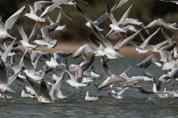 Flock of birds taking flight over the lake