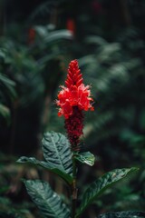 A red flower with green leaves is the main focus of the image. The flower is surrounded by green foliage, giving it a vibrant and lively appearance