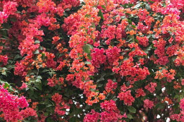 red Bougainvillea that fills the frame
