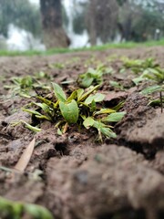 green sprout, a life in garden