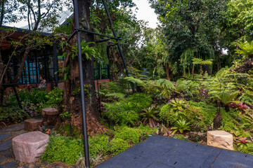 Fototapeta premium tropical garden