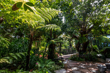 tropical forest