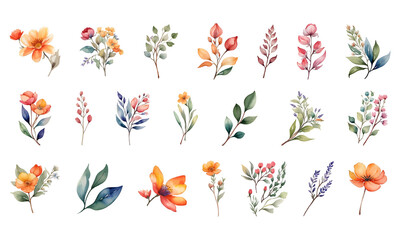 Obraz premium watercolor flowers elements