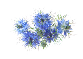 Nigella Damascena flowers  isolated on white background. Selective Focus. Top view