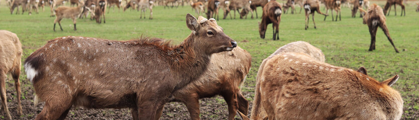 Deer close-up. A group of sika deer grazing outdoors in the spring. Wild nature. Deer walk in sunny weather, herbivores