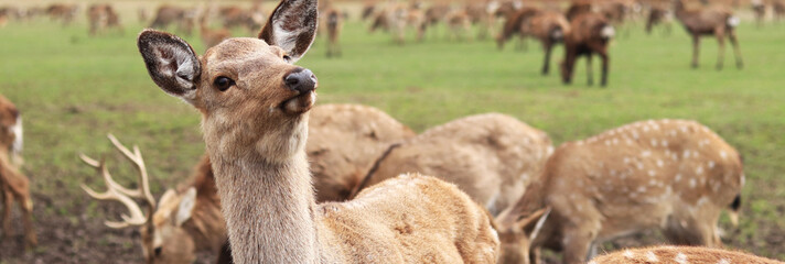 Deer close-up. A group of sika deer grazing outdoors in the spring. Wild nature. Deer walk in sunny...