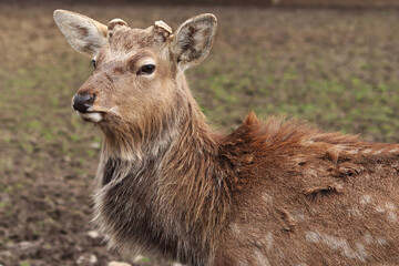 Deer close-up. A group of sika deer grazing outdoors in the spring. Wild nature. Deer walk in sunny weather, herbivores